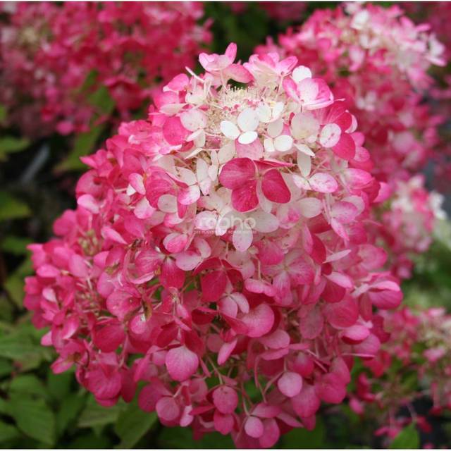 Hortensia paniculé DIAMANT ROUGE® 'Rendia' - copyright Sapho - fleur
